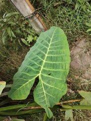 Xanthosoma