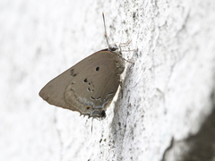 Parrhasius polibetes