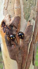 Paropsisterna sexpustulata