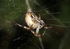 Metepeira labyrinthea