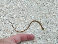 Ophisaurus compressus