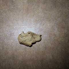 Panellus pusillus