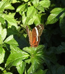 Anartia fatima colima