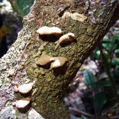 Panellus pusillus