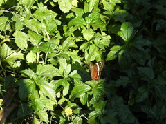 Anartia fatima colima