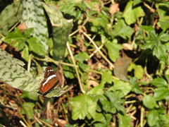 Anartia fatima colima