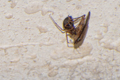 Scytodidae