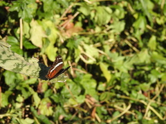 Anartia fatima colima