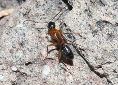 Camponotus texanus