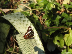 Anartia fatima colima