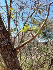 Heliocarpus terebinthinaceus