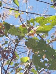 Heliocarpus terebinthinaceus