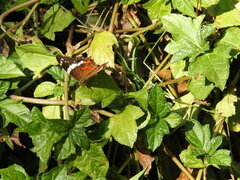 Anartia fatima colima