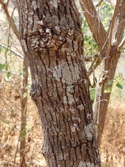 Heliocarpus terebinthinaceus