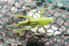 Copiphorini