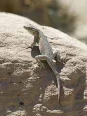 Uta stansburiana uniformis