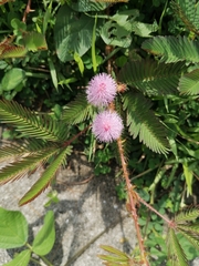 Mimosa pigra