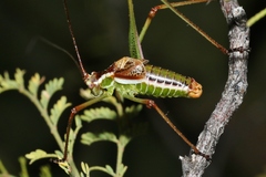 Obolopteryx oreoeca