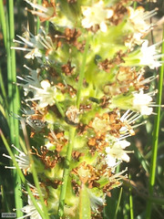 Echiostachys incanus