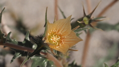 Mentzelia hirsutissima