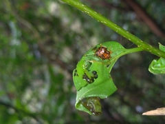 Agomadaranus pardaloides