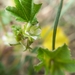 Cheeseweed Mallow - Photo (c) Colin Meurk, some rights reserved (CC BY-NC-SA), uploaded by Colin Meurk