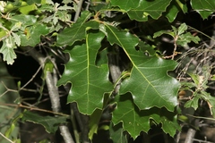Quercus gravesii
