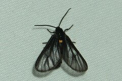 Psichotoe duvaucelii