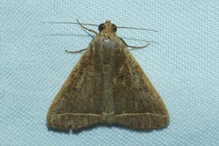 Simplicia cornicalis