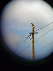 Pteroglossus viridis