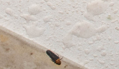Achilidae