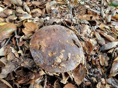 Boletus regineus