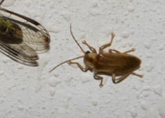 Ptilodactyla