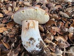 Boletus regineus
