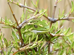 Naultinus gemmeus