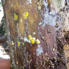 Calycina claroflava