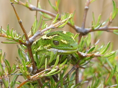 Naultinus gemmeus