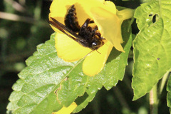 Xylocopa strandi