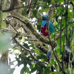 Pharomachrus mocinno