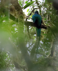 Pharomachrus mocinno