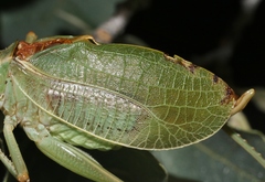 Paracyrtophyllus excelsus