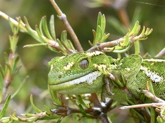 Naultinus gemmeus