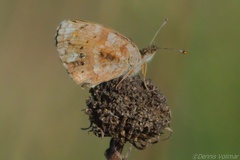 Phyciodes phaon