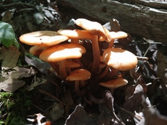 Desarmillaria caespitosa image