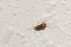 Ptilodactyla