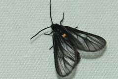 Psichotoe duvaucelii