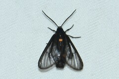 Psichotoe duvaucelii