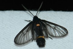 Psichotoe duvaucelii