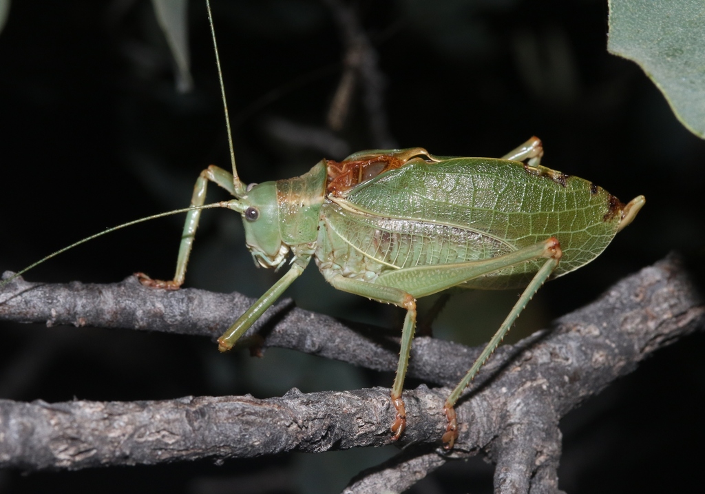 Chisos katydid