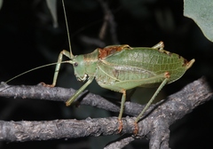 Paracyrtophyllus excelsus